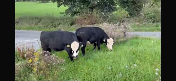 Bull wrangling for sale
