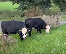 Bull wrangling for sale