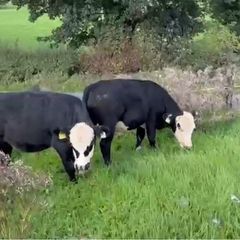 Bull wrangling for sale