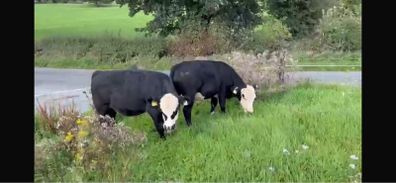 Bull wrangling for sale