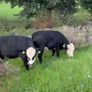 8 Bulls for sale Image 2