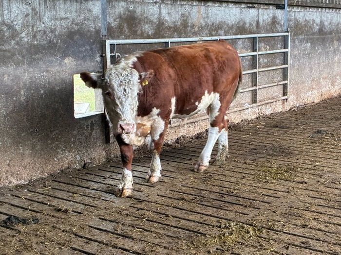 Hereford bull organic