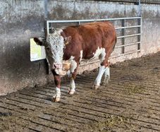 Hereford bull organic