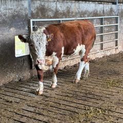 Hereford bull organic