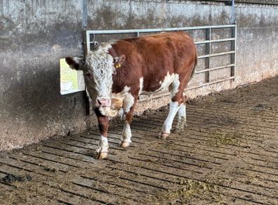Hereford bull organic