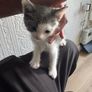 kitten Image 5