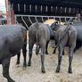 Cattle Image 3