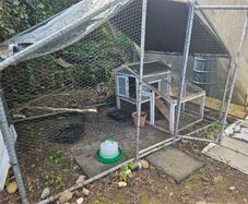 chicken pen