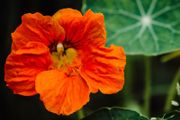 (N) Nasturtium Orange Scarlet seeds 3g (414338)