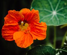 (N) Nasturtium Orange Scarlet seeds 3g (414338)