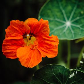 (N) Nasturtium Orange Scarlet seeds 3g (414338)