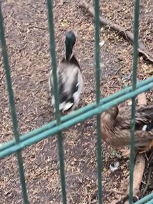 Wild mallard drakes