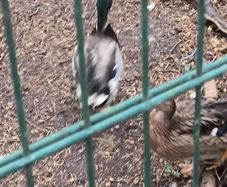 Wild mallard drakes