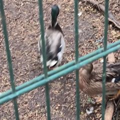 Wild mallard drakes