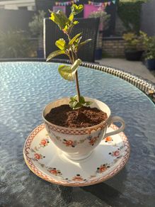 Mint tea-cup
