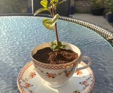 Mint tea-cup