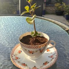 Mint tea-cup