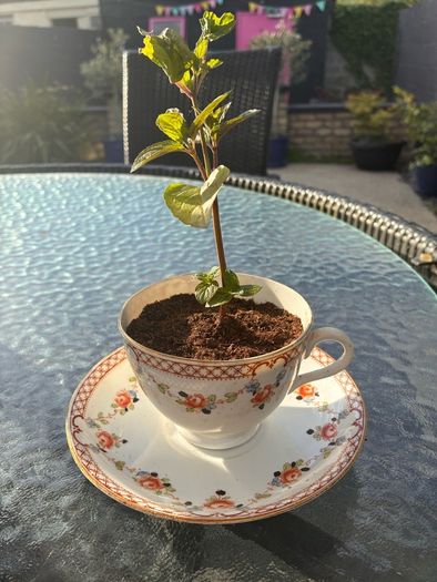 Mint tea-cup