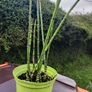 plant Image 2