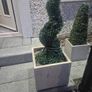 plants Image 2