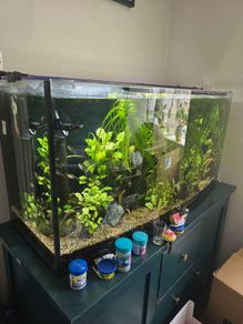 Fish tank