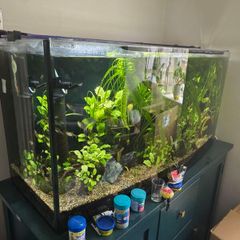 Fish tank