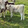 Livestock Image 4