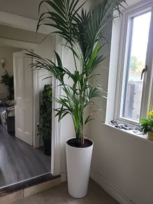 kentia planter