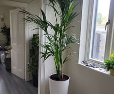kentia planter