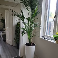 kentia planter