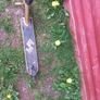 scooter Image 4