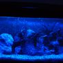 Ciano 76 litre tank Image 4