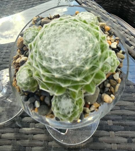 succulents