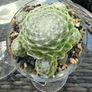 succulents Image 4