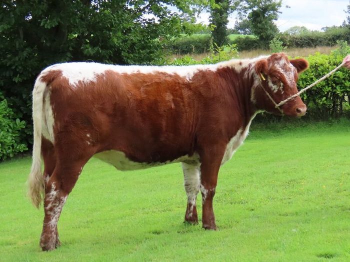 Pedigree Irish Moiled Online Timed Auction