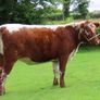 Pedigree Irish Moiled Online Timed Auction Image 6