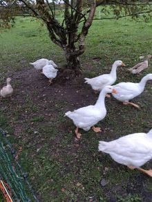 Embden geese  & Welsh harlequin ducks from 25