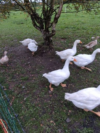 Embden geese  & Welsh harlequin ducks from 25
