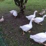 Welsh harlequins ducks & Embden geese for sale 20 Image 4
