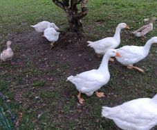Embden geese  & Welsh harlequin ducks from 25