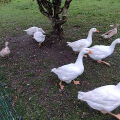 Embden geese  & Welsh harlequin ducks from 25