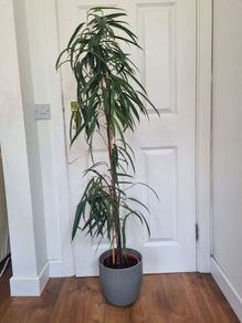 Ficus Alii plant in ceramic pot