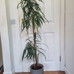 Ficus Alii plant in ceramic pot