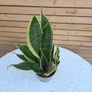 House Plants Image 5