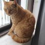 Cat Image 2