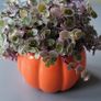 Callisia repens.House plant Image 6