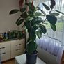 Ficus elastica Robusta  rubber plant Image 2
