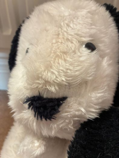 teddy