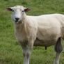 Tefrom Rams for Sale, New Zealand Maternal Sheep Image 5