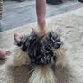 Rare and Retired Romanda Ostrich Jellycat Image 4